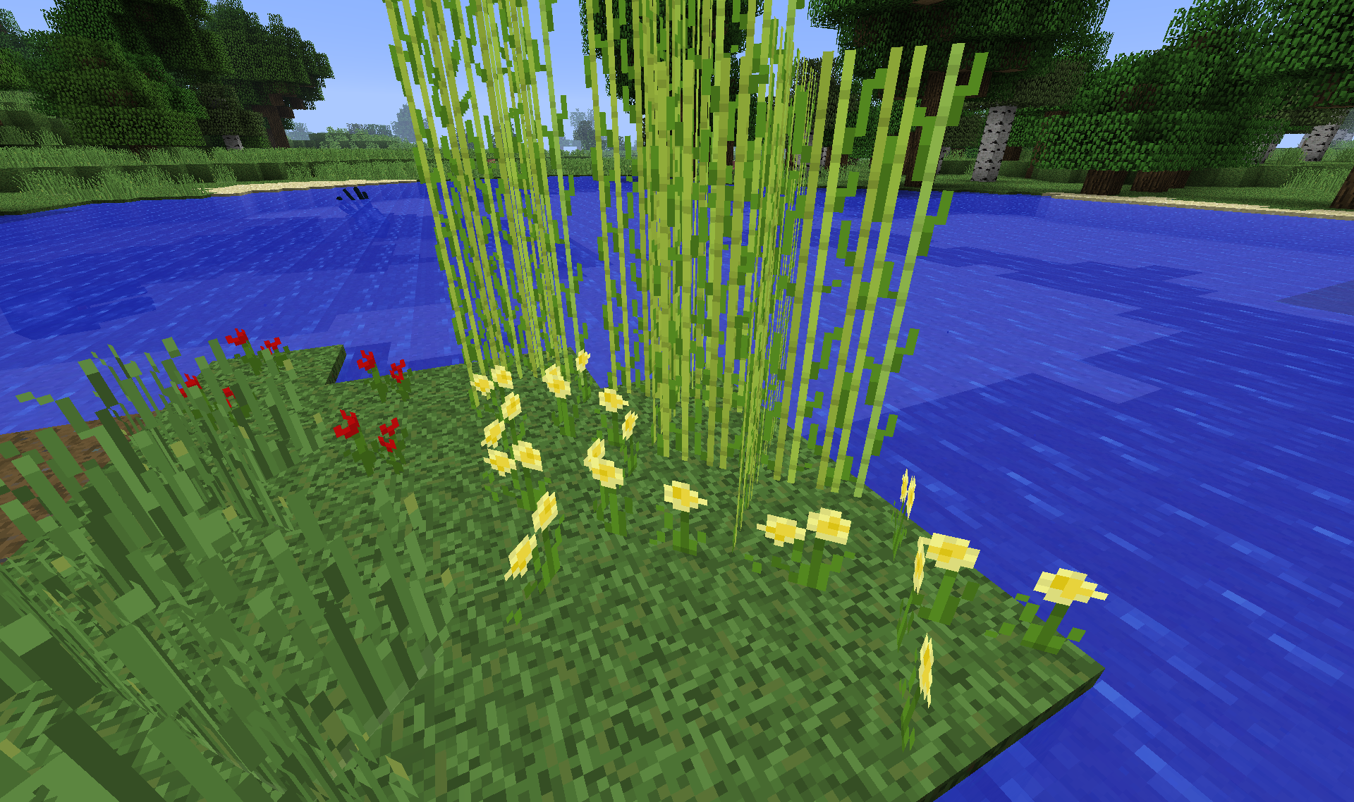 sugar cane, flowers by a pond