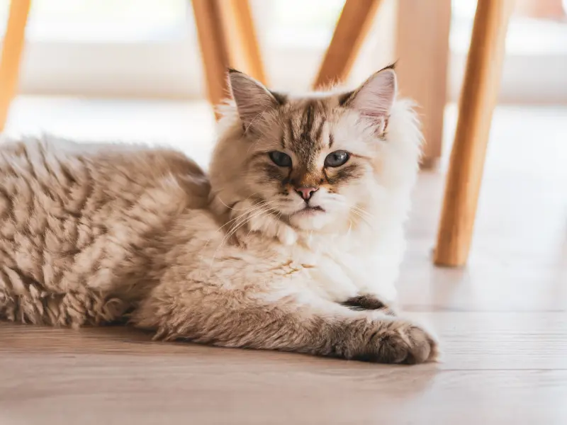 Eine Katze liegt auf einem zerkratzten Holzboden Eine Katze liegt auf einem zerkratzten Holzboden