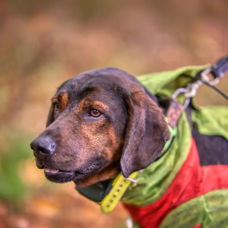 Jagdhund an der Leine Jagdhund an der Leine