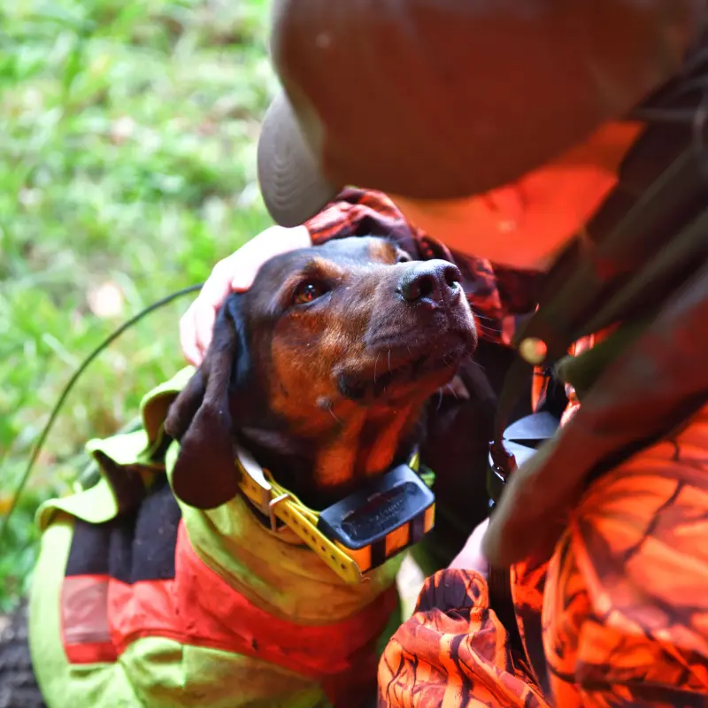 Bewegungsjagdversicherung: Jägerin mit ihrem Hund kurz vor der Jagd Bewegungsjagdversicherung: Jägerin mit ihrem Hund kurz vor der Jagd
