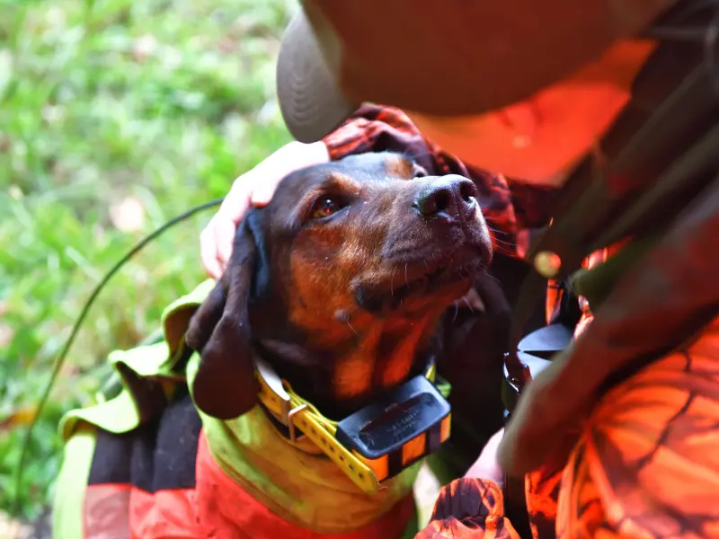 Bewegungsjagdversicherung: Jägerin mit ihrem Hund kurz vor der Jagd Bewegungsjagdversicherung: Jägerin mit ihrem Hund kurz vor der Jagd