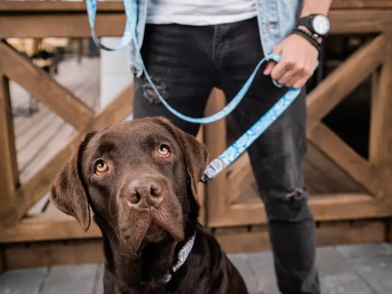 Ein Hund schaut in die Kamera und ist dabei an der Leine Ein Hund schaut in die Kamera und ist dabei an der Leine