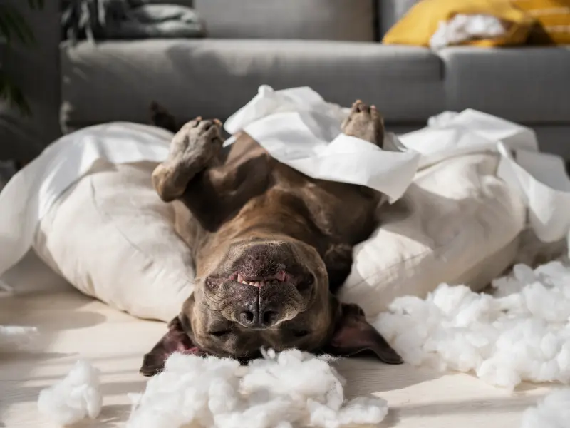 Ein Hund fühlt sich glücklich in dem Chaos, das er verursacht hat Ein Hund fühlt sich glücklich in dem Chaos, das er verursacht hat