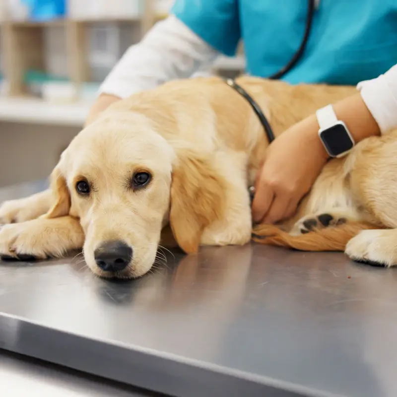 BarmeniaGothaer Hundekrankenversicherung: Ein Labrador wird von Tierärzten behandelt BarmeniaGothaer Hundekrankenversicherung: Ein Labrador wird von Tierärzten behandelt