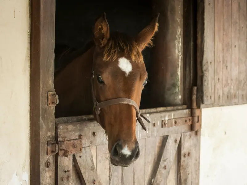 Ein Pferd steht im Stall und schaut raus Ein Pferd steht im Stall und schaut raus