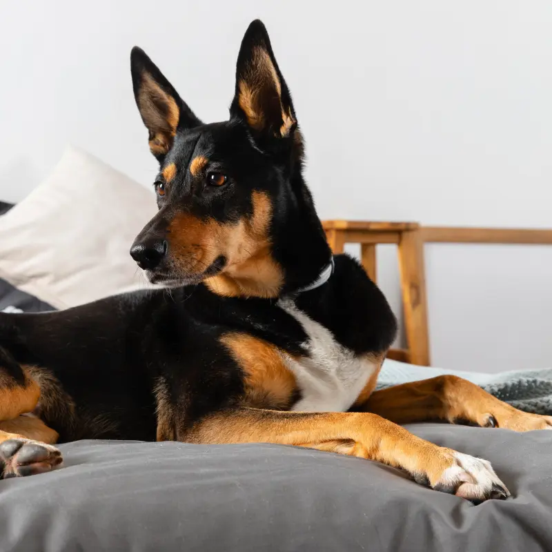 Ein großer Hund liegt auf einem Bett Ein großer Hund liegt auf einem Bett