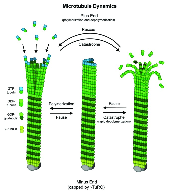 graphic file with name bioa-3-86-g4.jpg