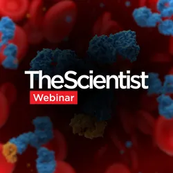 Accelerating AI-Guided Antibody Discovery in Under Five Weeks