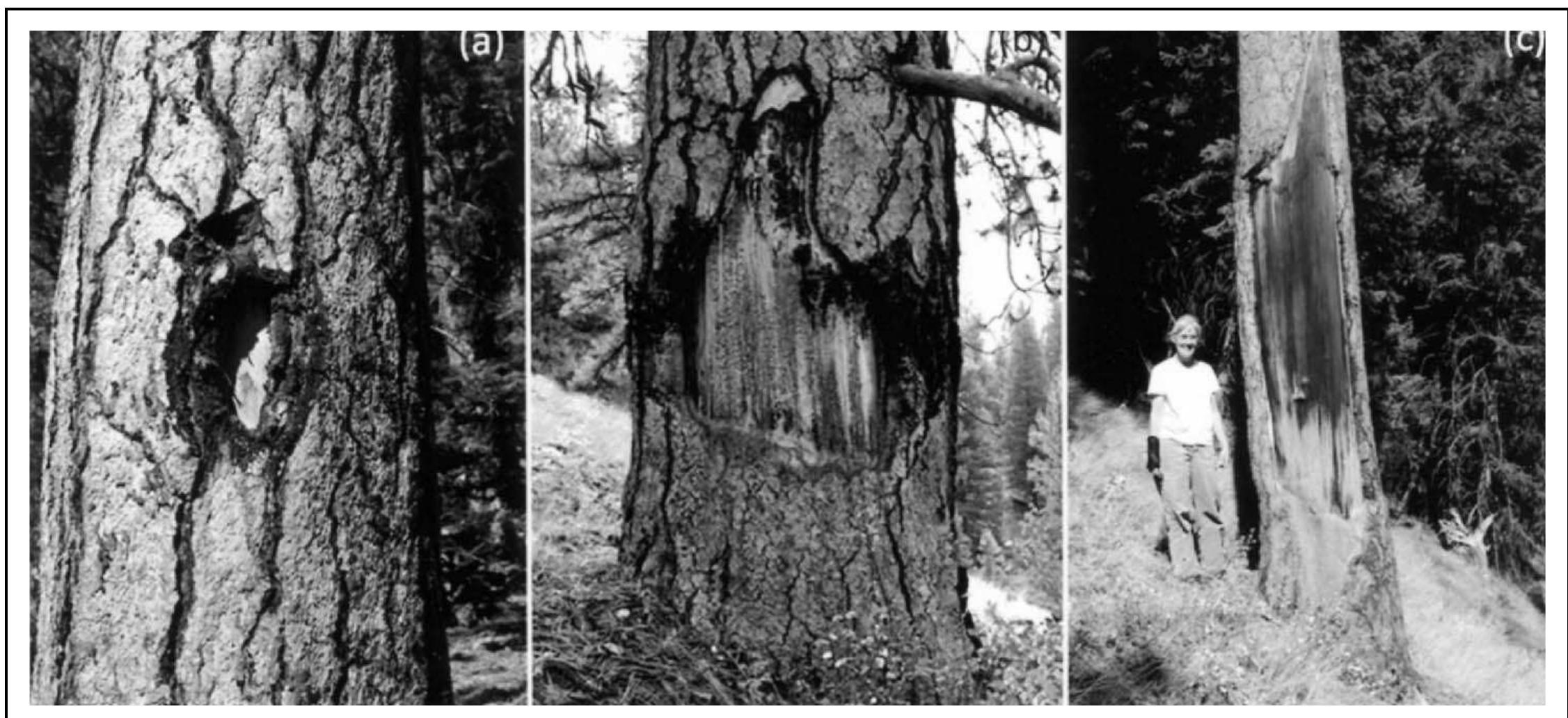 Figure 7. Three types of bark-peelings scars recorded at both study sites; (a) small scar, (b) medium sized scar, and (c) large scar. Photos by Lars Ostlun