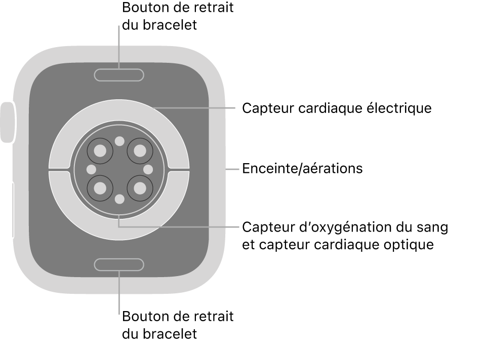 L’arrière de l’Apple Watch Series 7, avec les boutons de retrait du bracelet en haut et en bas, les capteurs électriques de fréquence cardiaque, les capteurs optiques de fréquence cardiaque et les capteurs d’oxygénation du sang au milieu, ainsi que le haut-parleur et les aérations sur le côté.