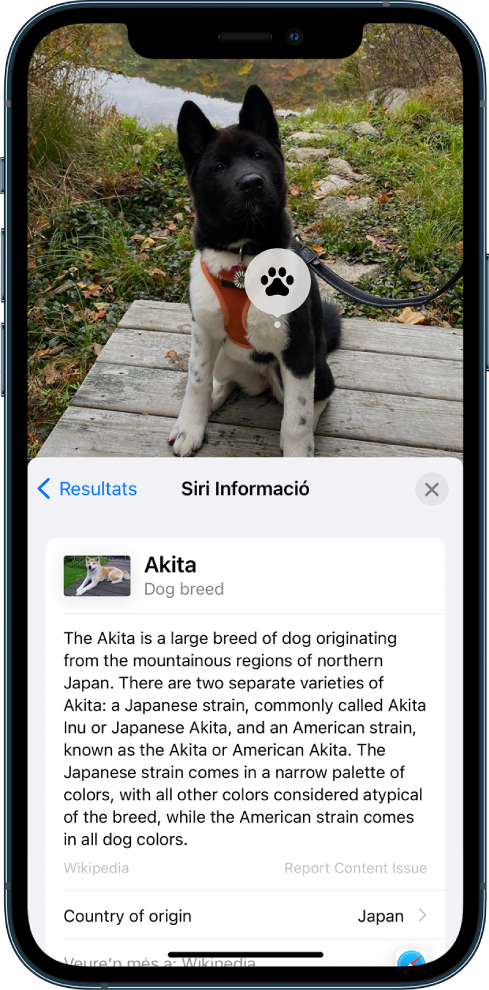 Imatge d’un gos. Al primer pla hi ha un resum d’un article de la Viquipèdia sobre la raça del gos, obtingut a través dels resultats de Siri.