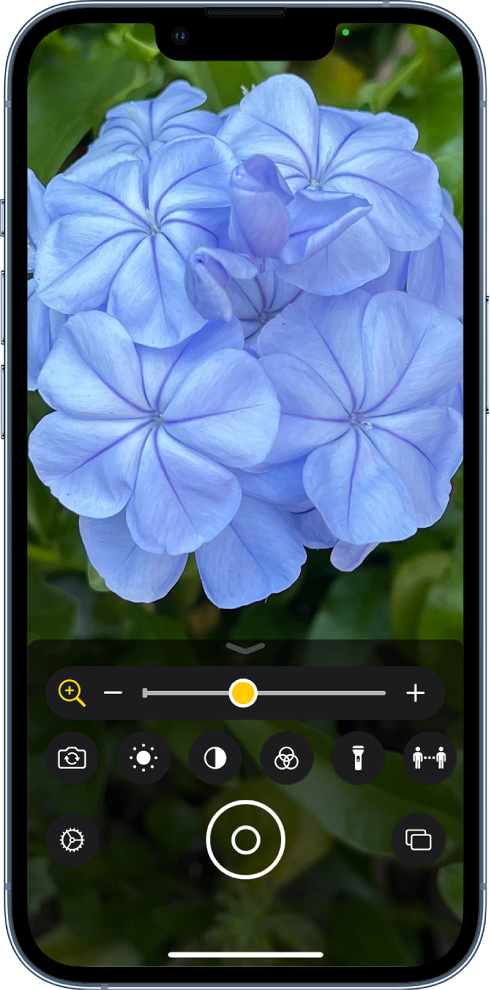 Skærmen Forstørrelsesglas, der viser et nærbillede af en blomst.