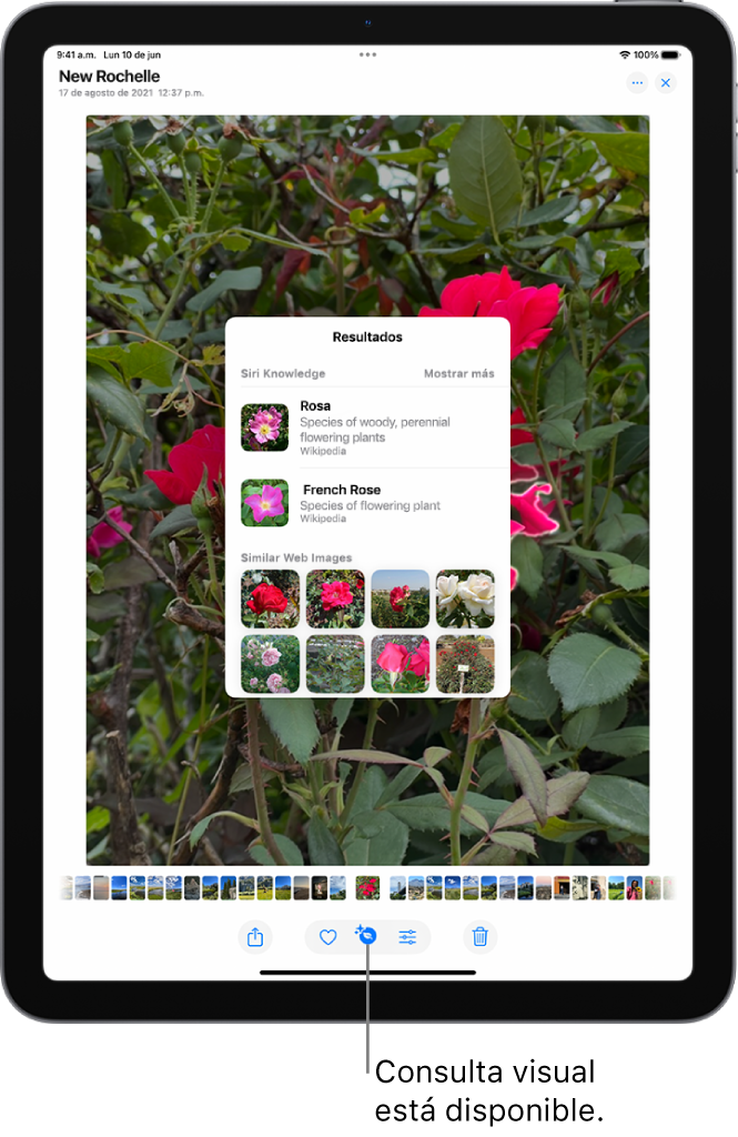 Hay una foto abierta en la app Fotos. En la parte inferior de la pantalla, el botón Información muestra un ícono que indica que hay disponible información mediante la consulta visual. Se selecciona el botón y los resultados de la consulta visual se muestran en pantalla.