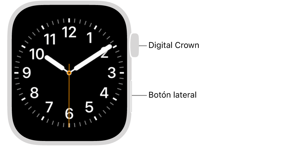 La parte frontal del Apple Watch con la Digital Crown mostrada en la parte superior del lado derecho del reloj y el botón lateral mostrado en la parte inferior derecha.