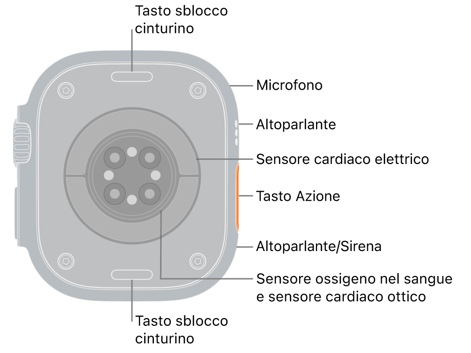 Apple Watch Ultra 3, visto da dietro, con i tasti di rilascio del cinturino superiore e inferiore. Sul lato sono presenti il microfono, l’altoparlante, il sensore elettrico per la frequenza cardiaca, il tasto Azione, la porta dell’altoparlante da cui viene emessa la sirena, i sensori di lettura dell’ossigeno nel sangue e i sensori ottici per le misurazioni cardiache.