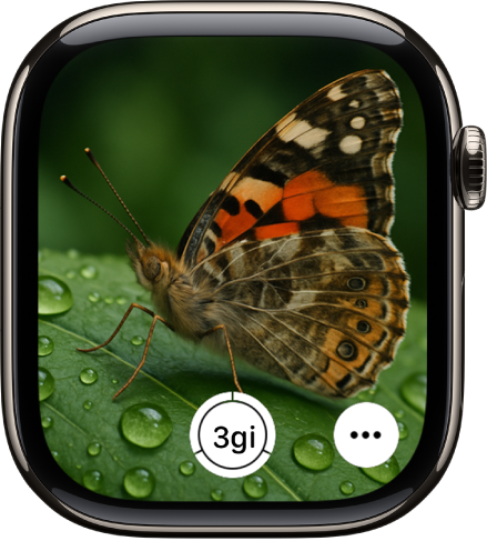 Màn hình Apple Watch đang hiển thị những gì có trong màn hình camera của iPhone. Nút chụp ở chính giữa dưới cùng. Nút Tùy chọn khác dưới cùng bên phải.