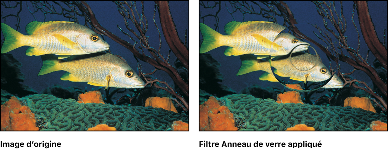 Canevas affichant l’effet du filtre Anneau de verre