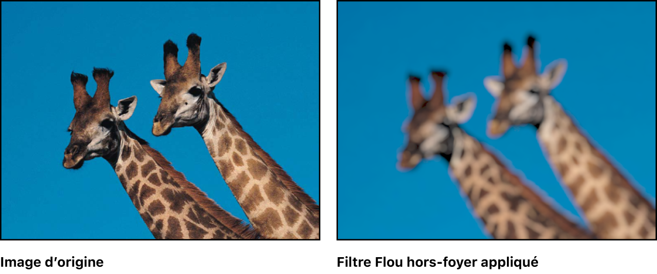 Canevas affichant l’effet du filtre Flou hors-foyer
