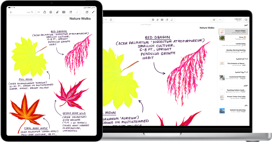 جهاز iPad يعرض رسمًا تخطيطيًا، بجوار جهاز Mac يظهر عليه الرسم التخطيطي في ملاحظة.