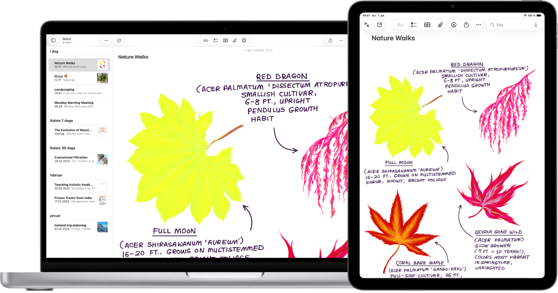 En iPad viser en skitse ved siden af en Mac, hvor skitsen vises i en note.