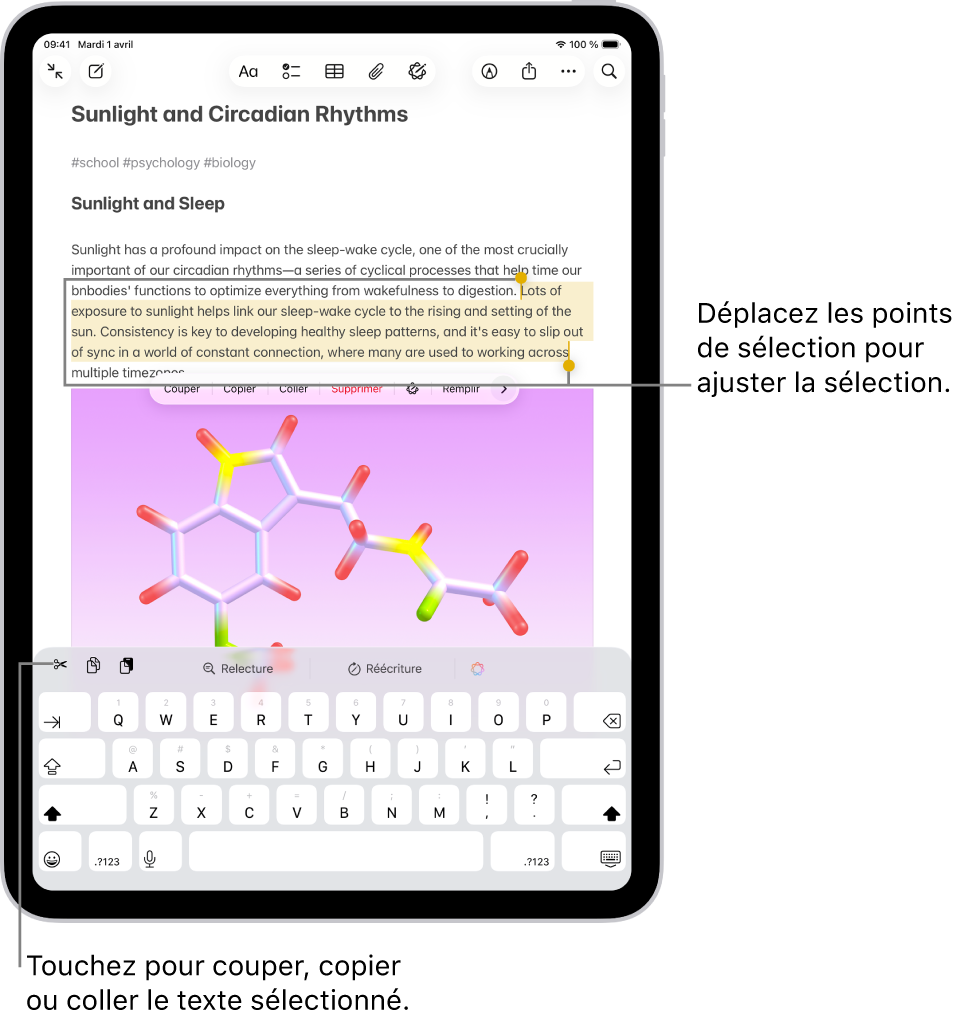 Le texte est sélectionné dans une note dans l’app Notes. Au-dessus du texte sélectionné se trouve un menu de boutons comprenant Couper, Copier et Coller. Le texte sélectionné est surligné, avec des points de poignée permettant d’ajuster la sélection à chaque extrémité.