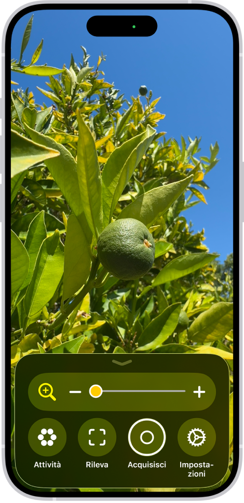L’app Lente che mostra il primo piano di un’arancia non ancora matura.