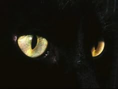 a black cat's yellow eyes glow brightly in the dark