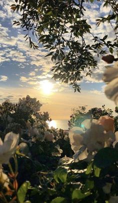 the sun shines through the clouds over some white flowers and green leaves on a sunny day