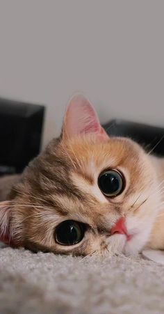 an orange cat laying on top of a carpet