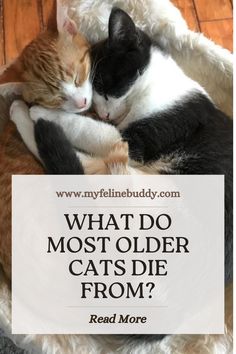 two cats cuddle together in a cat bed with the caption what do most older cats die from?