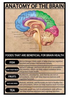 an image of the anatomy of the brain with caption for each section in this poster