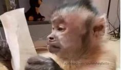 a monkey is holding something in its mouth