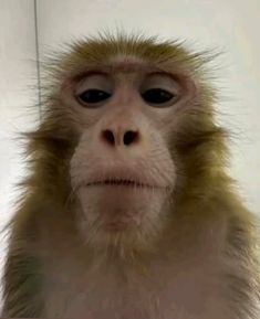 a monkey is looking at the camera while sitting down