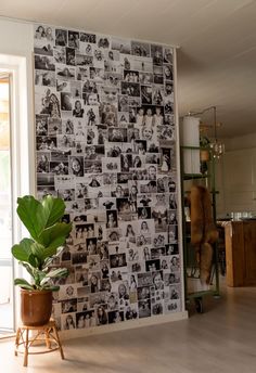 a room with a wall covered in pictures and a potted plant