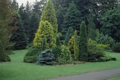 some very pretty trees in a big grassy field