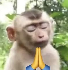 a monkey with two bananas in its mouth