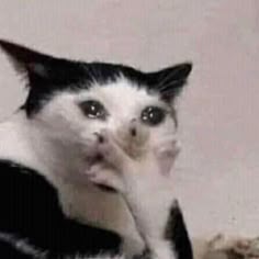 a black and white cat with big eyes looking at the camera while holding it's paw up