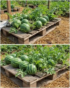 several watermelons are growing in the garden