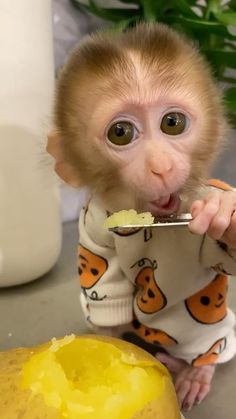 a baby monkey is eating from a spoon with food in it's mouth while sitting next to a potted plant