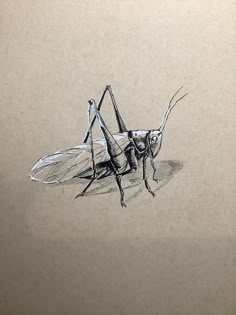 a drawing of a praying mantissa
