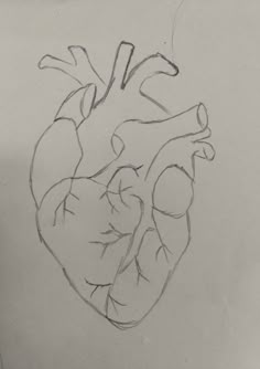 a drawing of a human heart on a piece of paper that is drawn in pencil