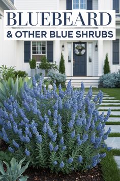 bluebeard and other blue shrubs in front of a white house with the words bluebeard on it