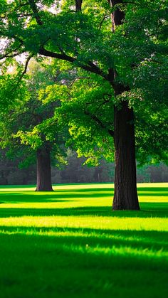 two large trees in the middle of a green field