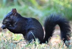 a black squirrel is standing in the grass
