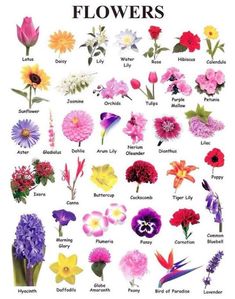 flowers that are in different colors and sizes with the names on each flower, which is also