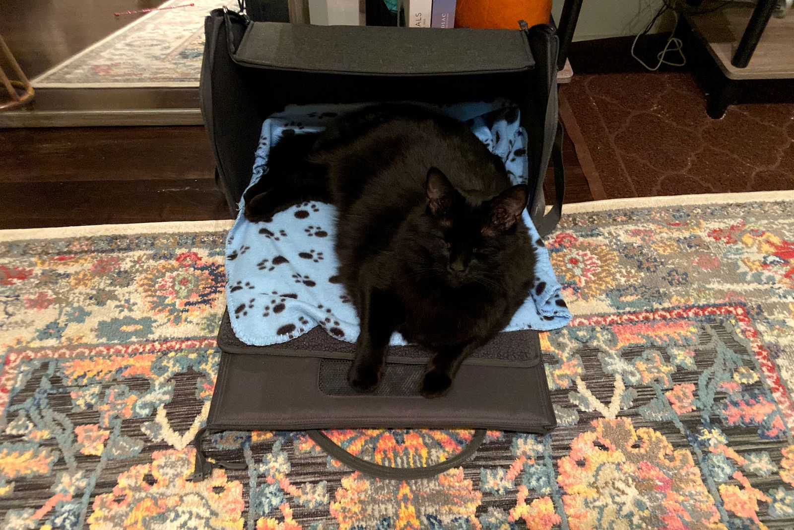 Cat laying in the Tuft and Paw Porto Cat Carrier