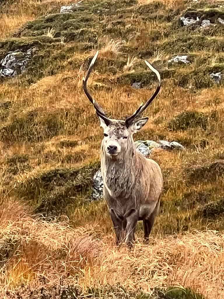 HOME 27 A red deer stag with large antlers