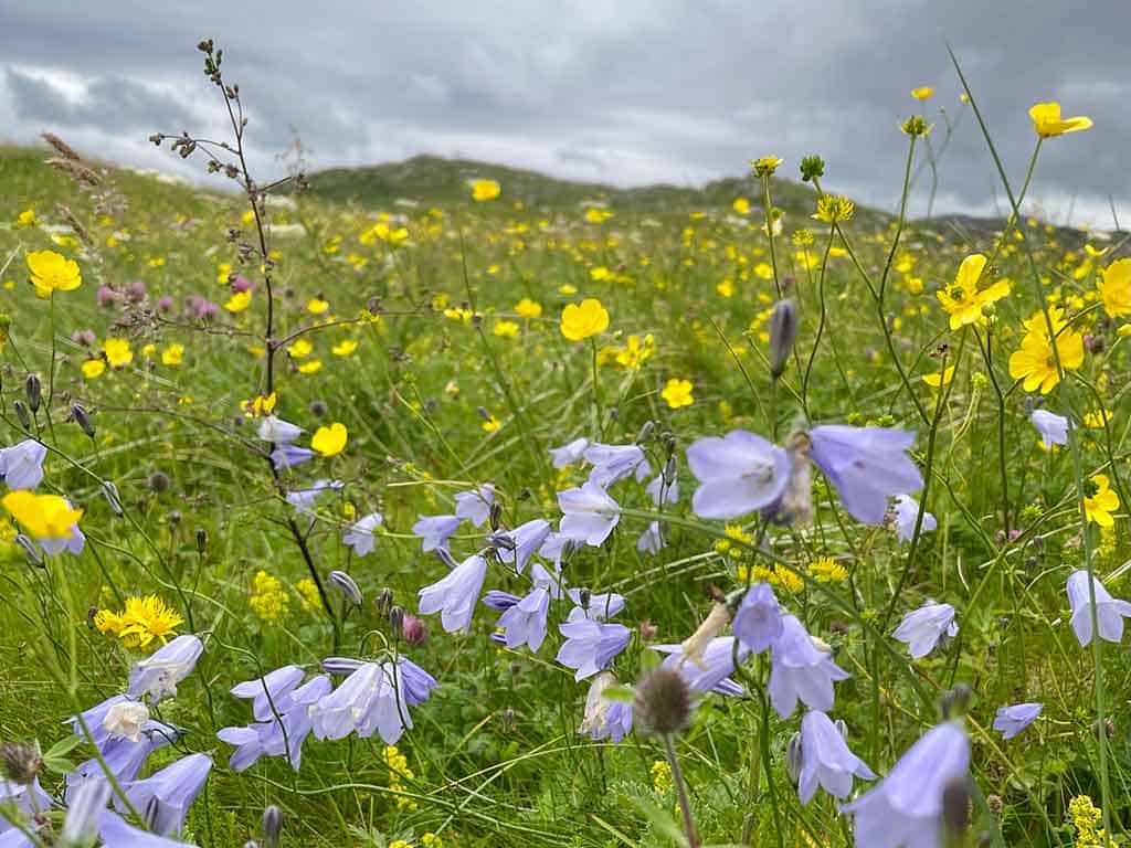 HOME 26 Wildflowers in a meadow