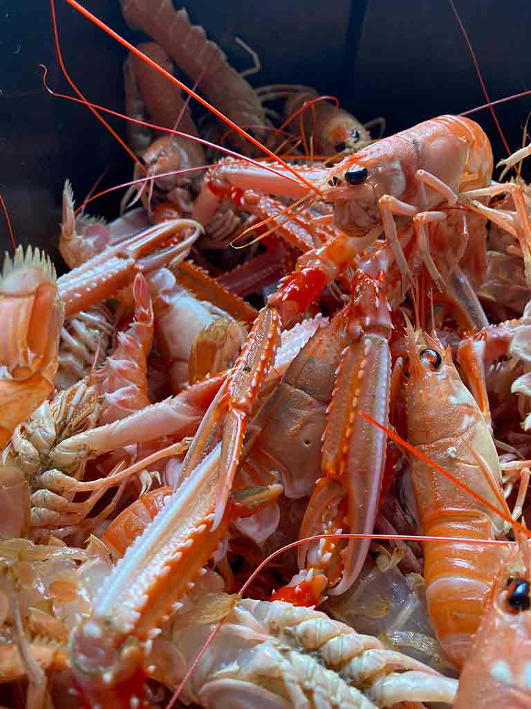 HOME 3 A pile of large fresh langoustines