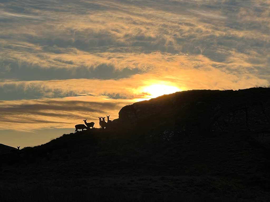 HOME 5 Silhouette of deer on a hillside at sunset